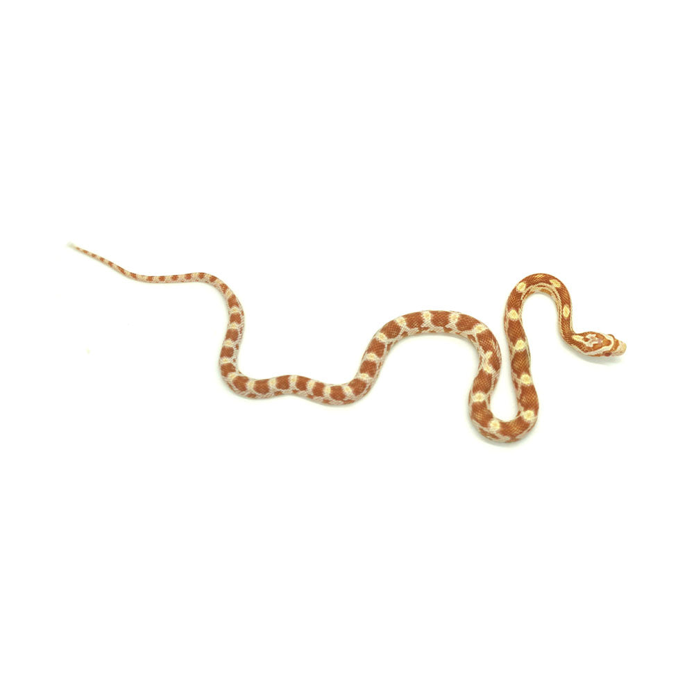 Butter Corn Snake
