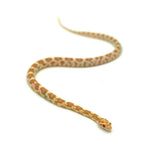 Butter Corn Snake