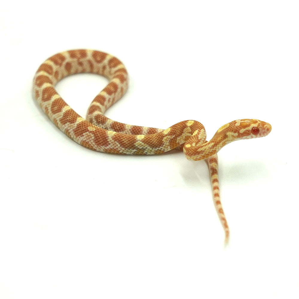 Butter Corn Snake