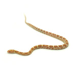 Butter Corn Snake