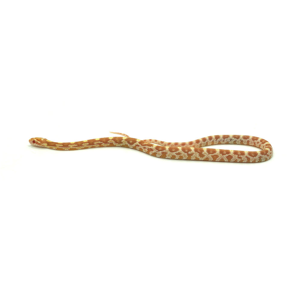 Butter Corn Snake