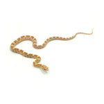 Butter Corn Snake