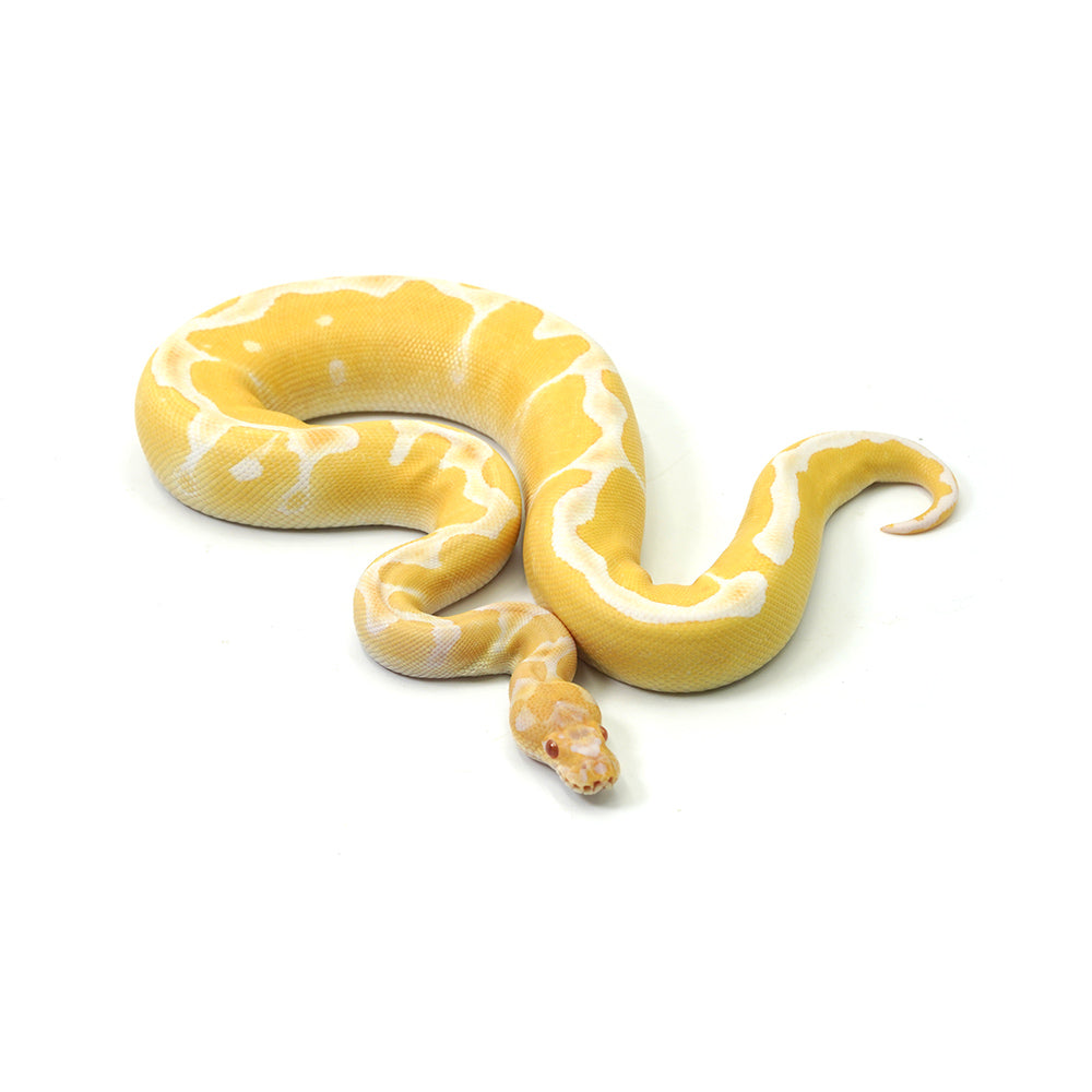 High Contrast Albino Clown Ball Python