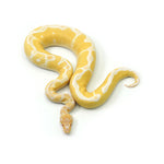 High Contrast Albino Clown Ball Python