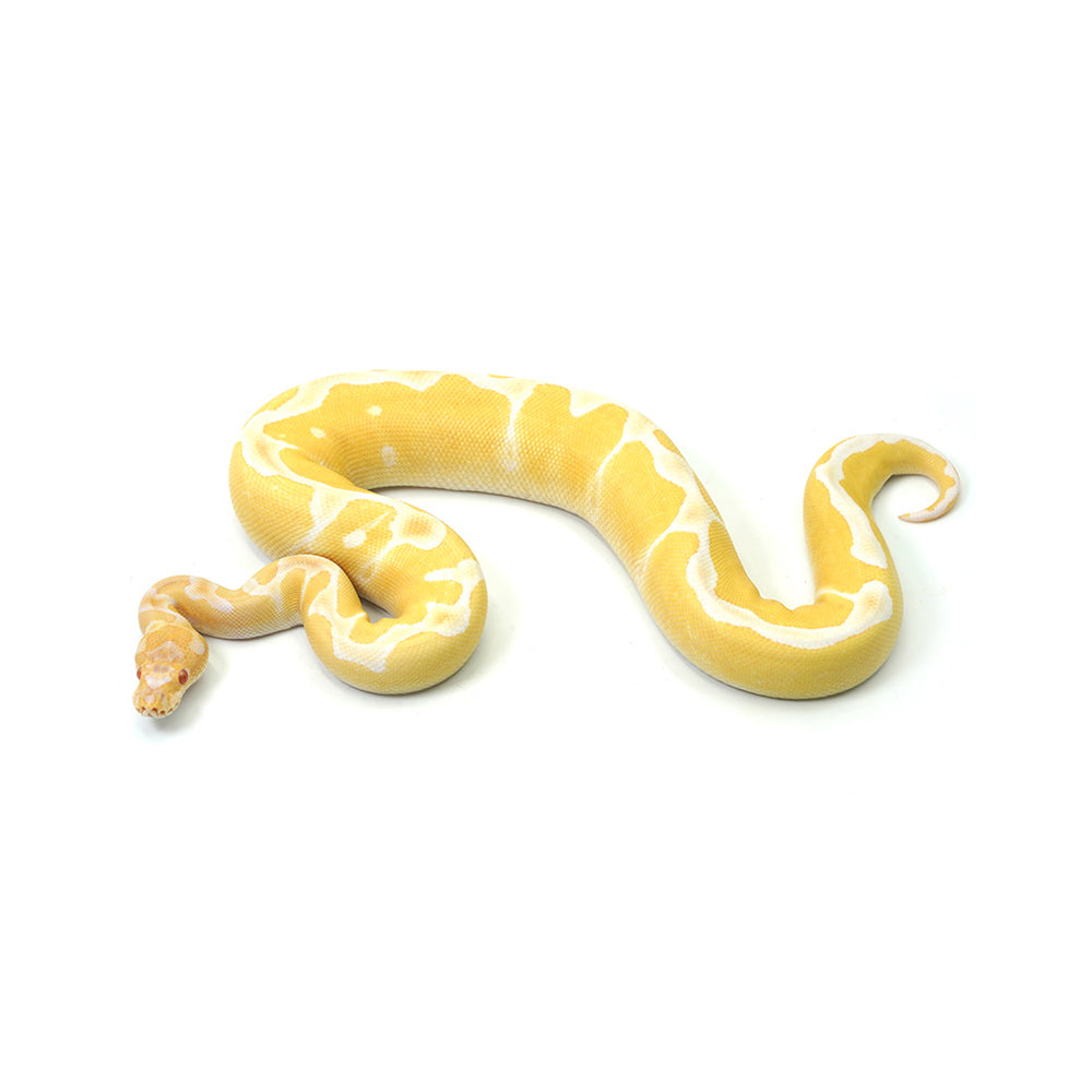 High Contrast Albino Clown Ball Python