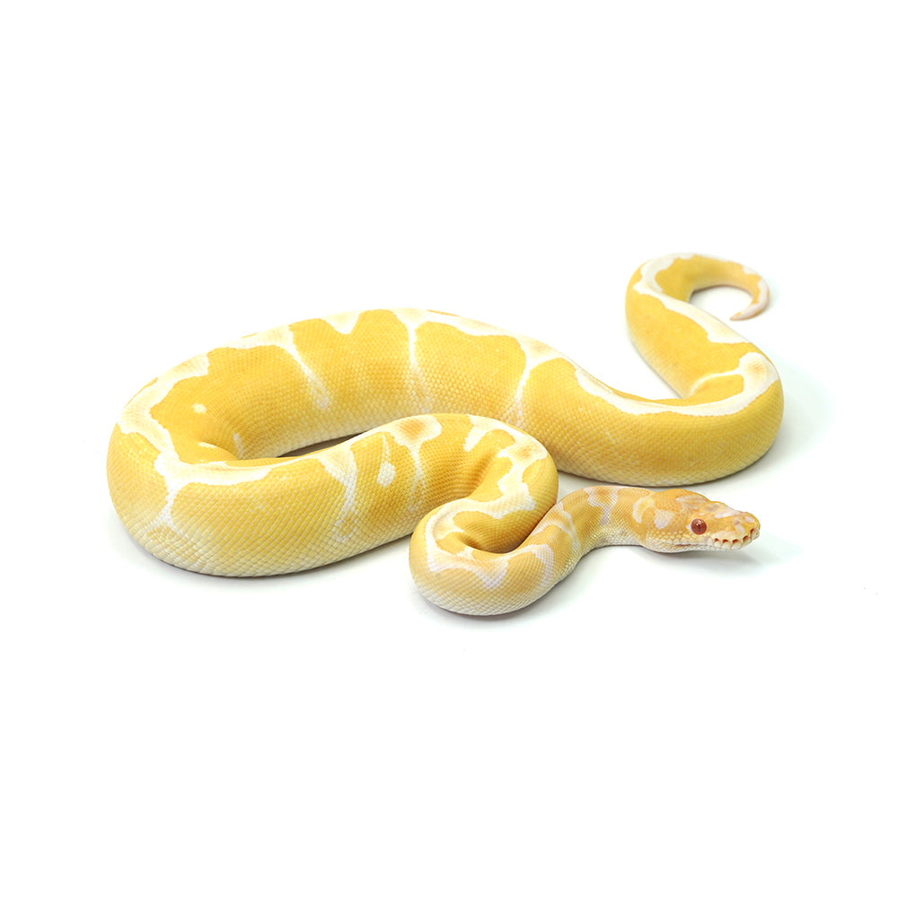 High Contrast Albino Clown Ball Python