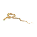 Butter Corn Snake