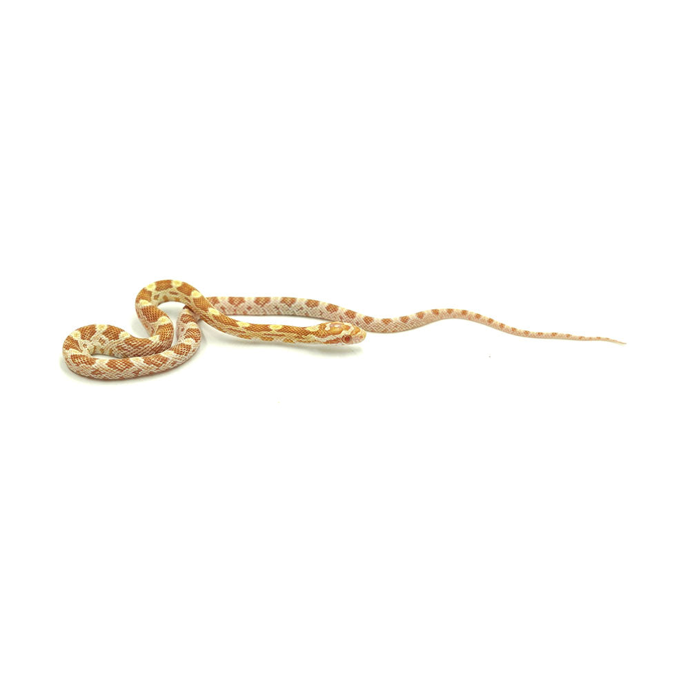 Butter Corn Snake