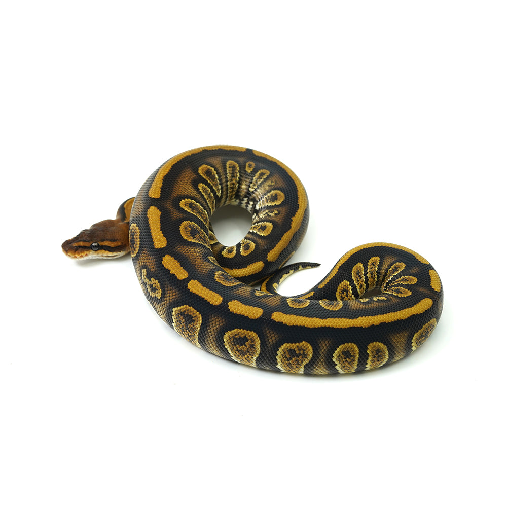 Stranger Het Clown Ball Python