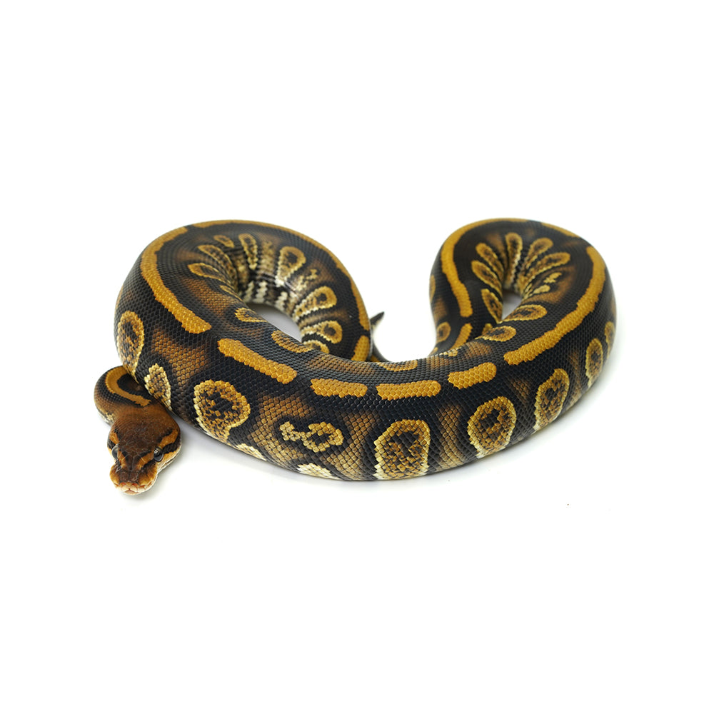 Stranger Het Clown Ball Python