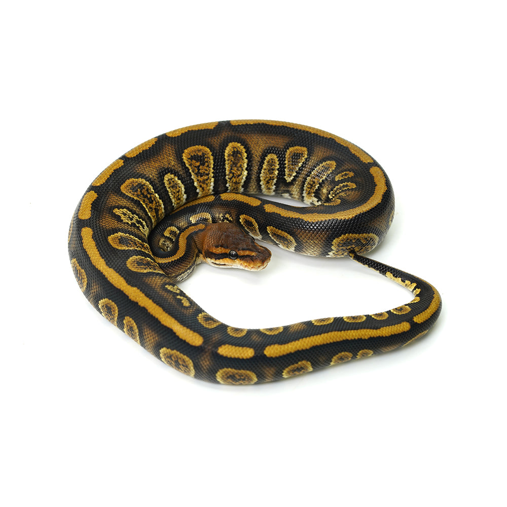 Stranger Het Clown Ball Python