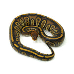 Stranger Het Clown Ball Python
