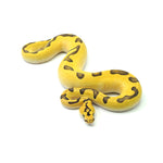Super Enchi Pastel DG Clown Ball Python