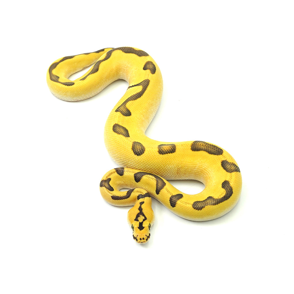 Super Enchi Pastel DG Clown Ball Python