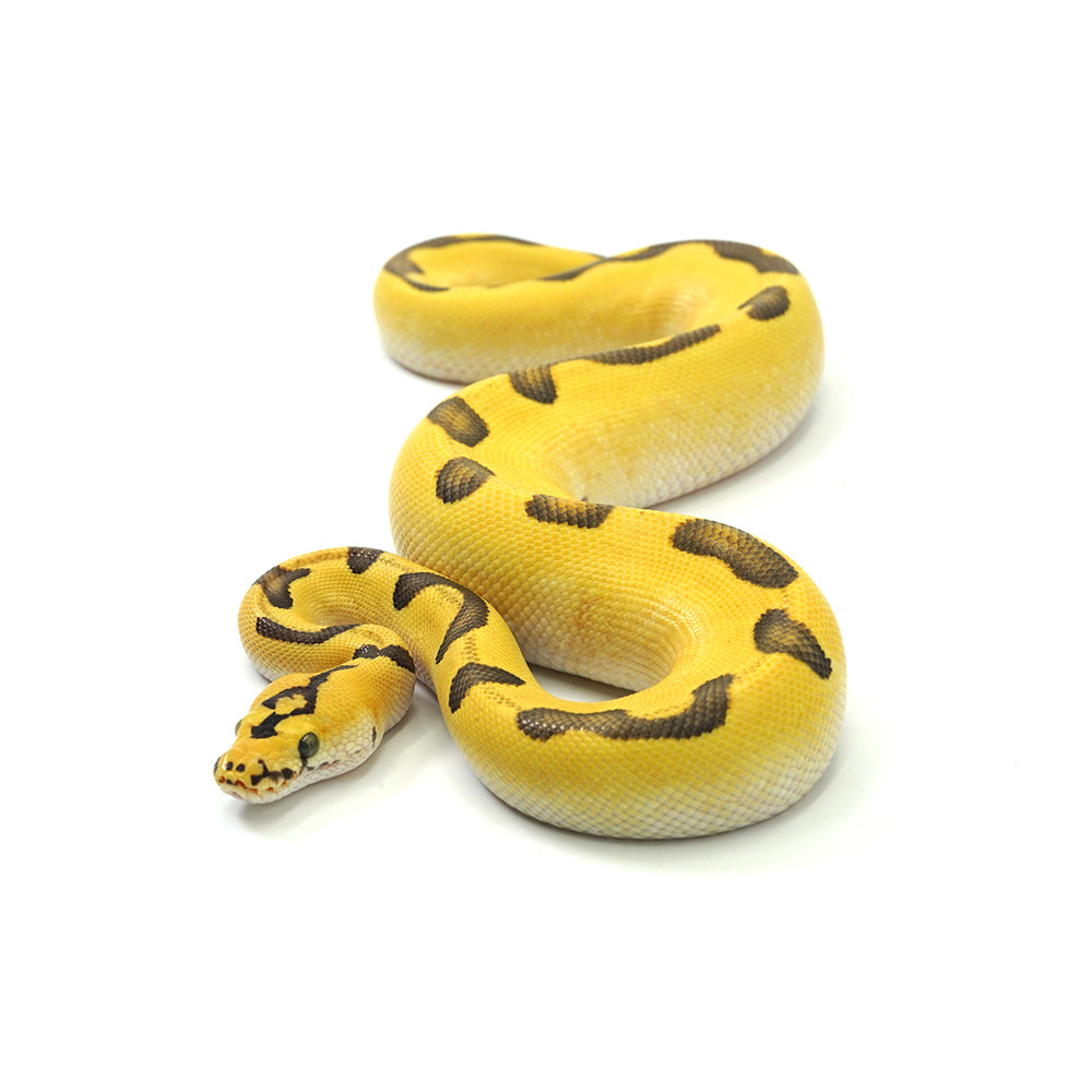 Super Enchi Pastel DG Clown Ball Python