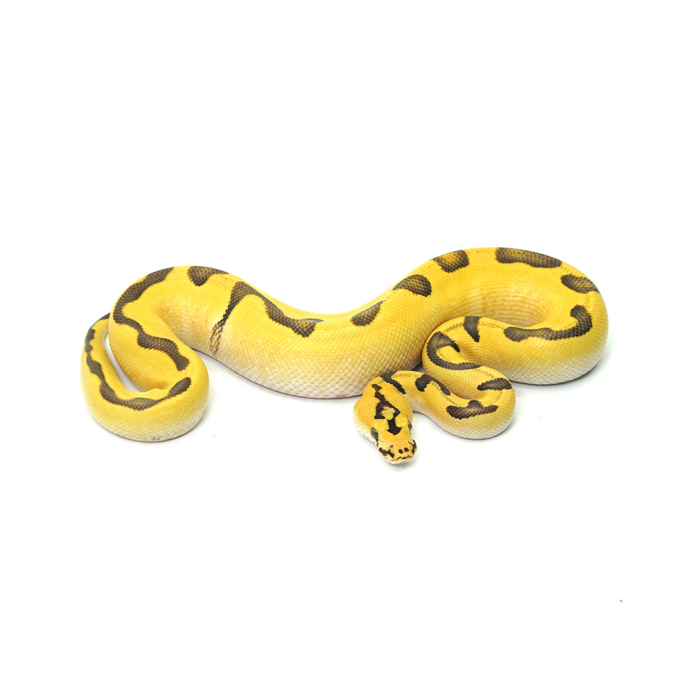 Super Enchi Pastel DG Clown Ball Python