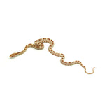 Butter Corn Snake