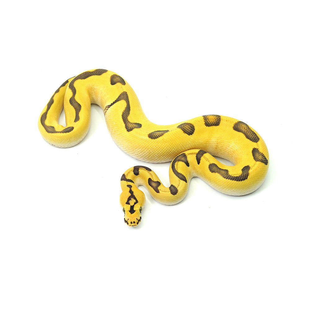 Super Enchi Pastel DG Clown Ball Python