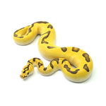Super Enchi Pastel DG Clown Ball Python