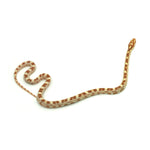 Butter Corn Snake