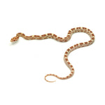 Butter Corn Snake
