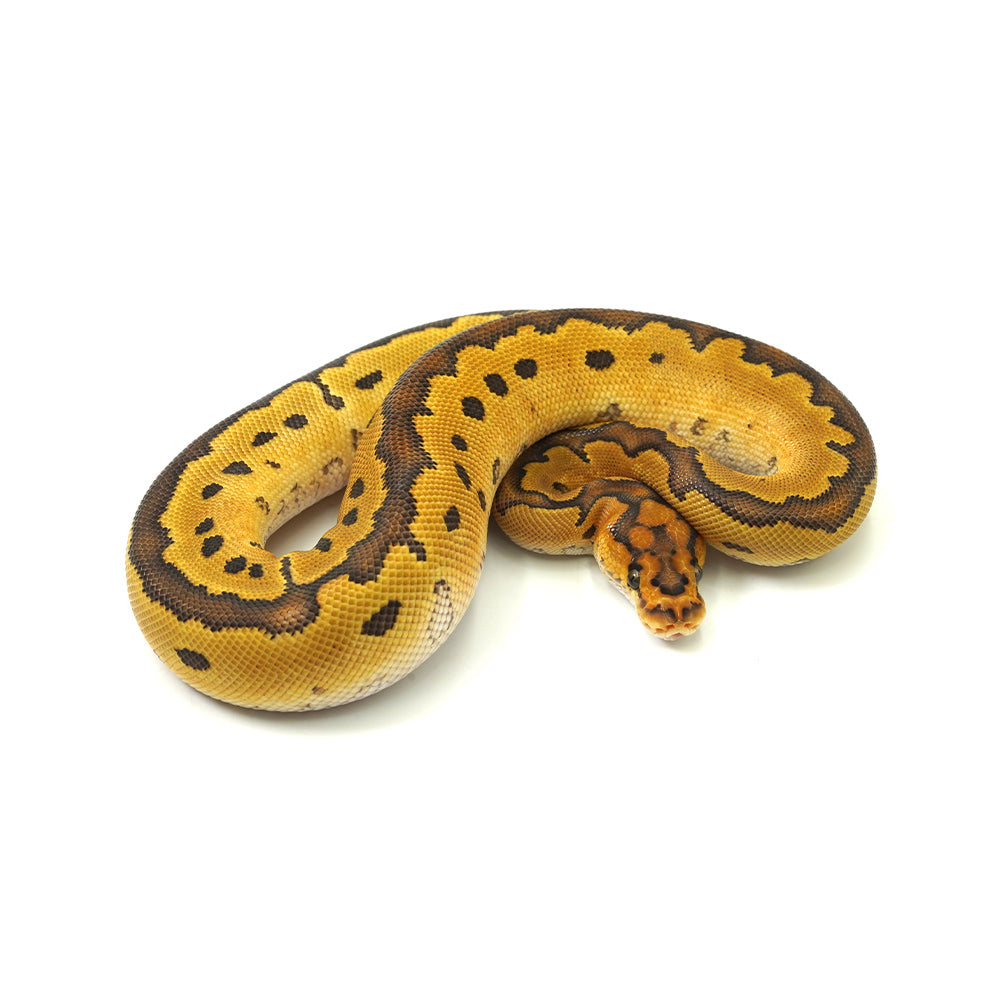 Special Clown Ball Python
