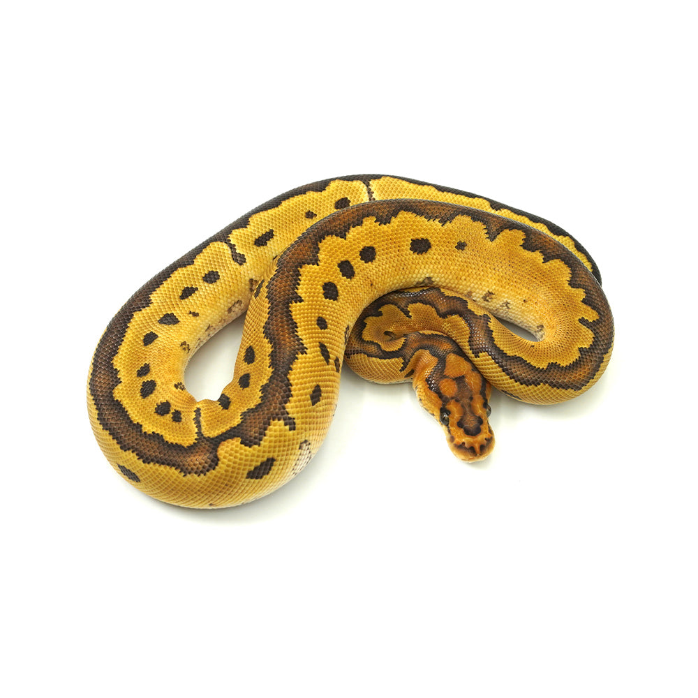 Special Clown Ball Python