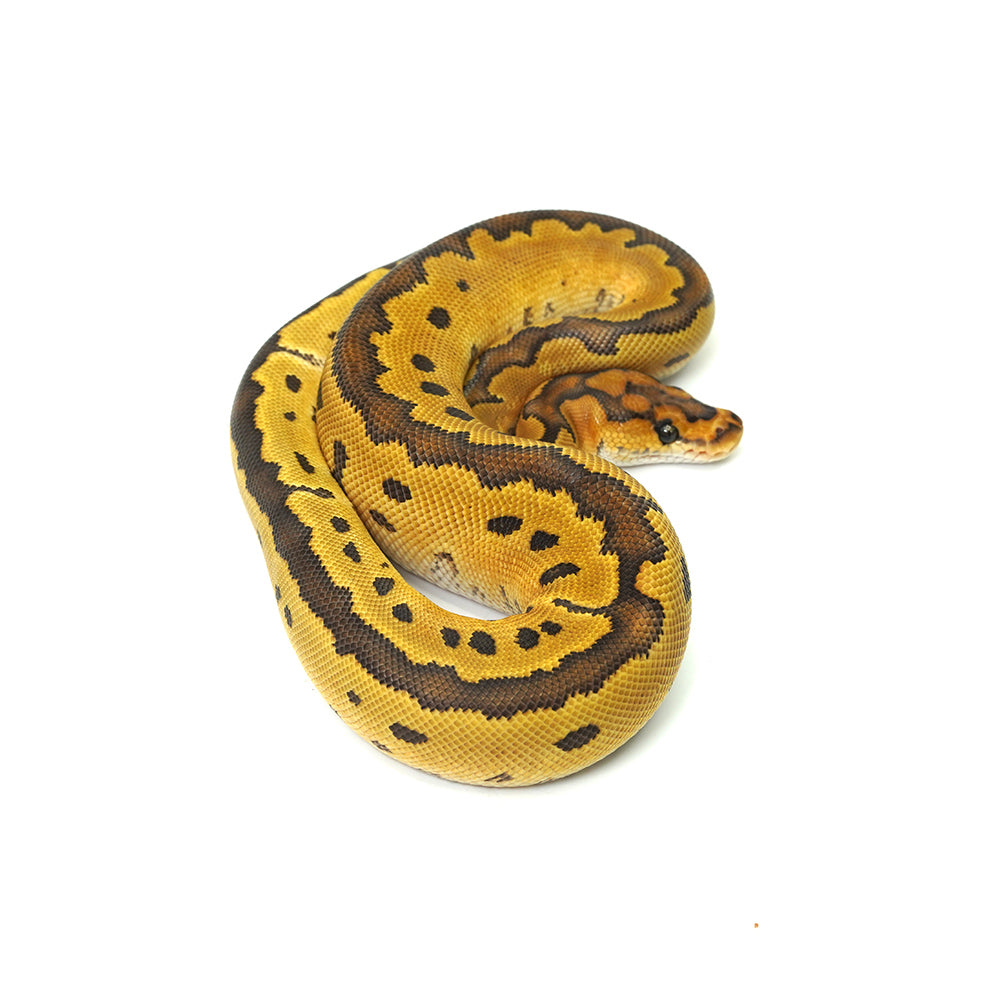 Special Clown Ball Python