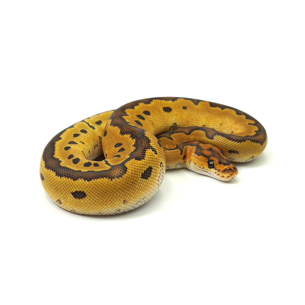 Special Clown Ball Python