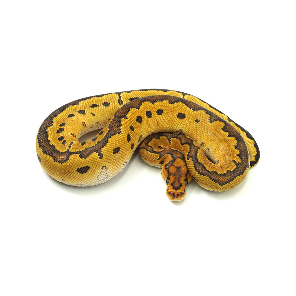 Special Clown Ball Python