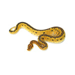 Special Clown Ball Python
