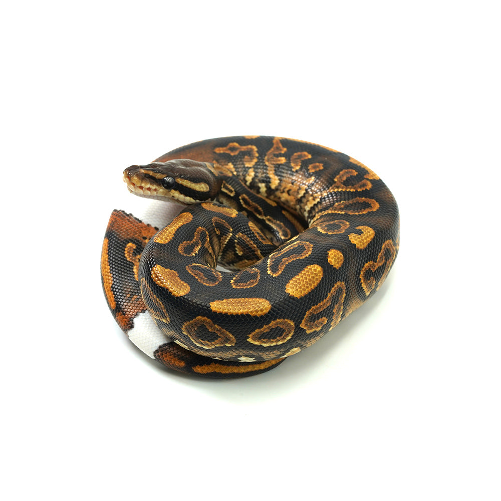 Black Pastel Mojave Yellow Belly Ringer Het Clown Ball Python