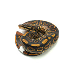 Black Pastel Mojave Yellow Belly Ringer Het Clown Ball Python