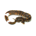 Black Pastel Mojave Yellow Belly Ringer Het Clown Ball Python
