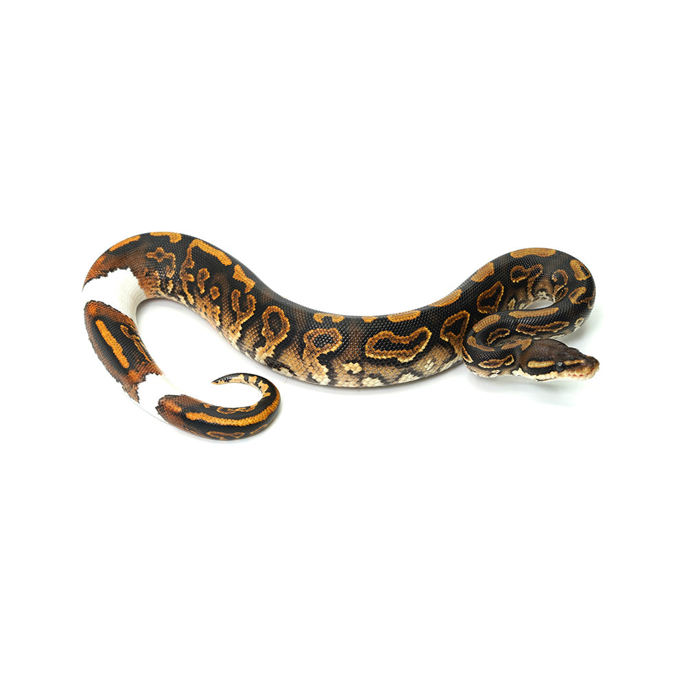 Black Pastel Mojave Yellow Belly Ringer Het Clown Ball Python