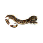 Black Pastel Mojave Yellow Belly Ringer Het Clown Ball Python