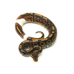 Black Pastel Mojave Yellow Belly Ringer Het Clown Ball Python