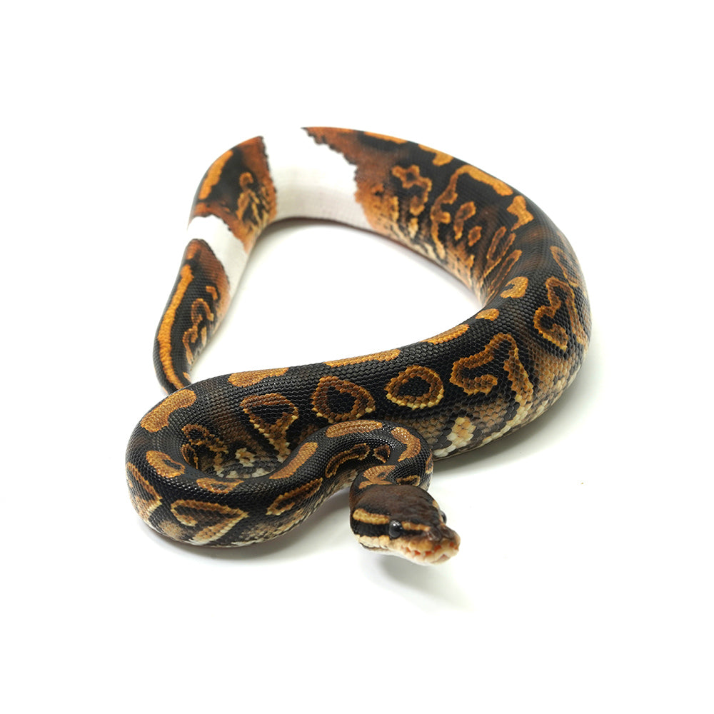 Black Pastel Mojave Yellow Belly Ringer Het Clown Ball Python