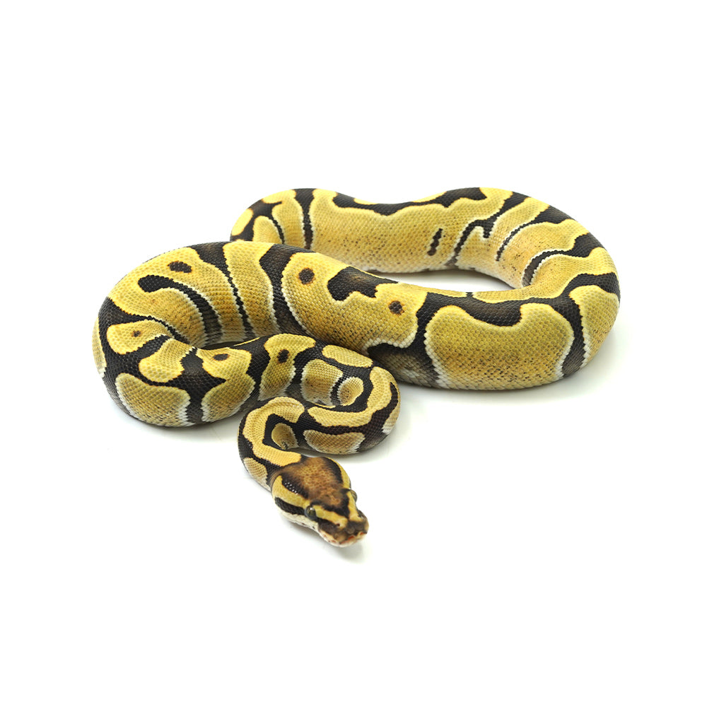 Enchi DG Het Clown Ball Python