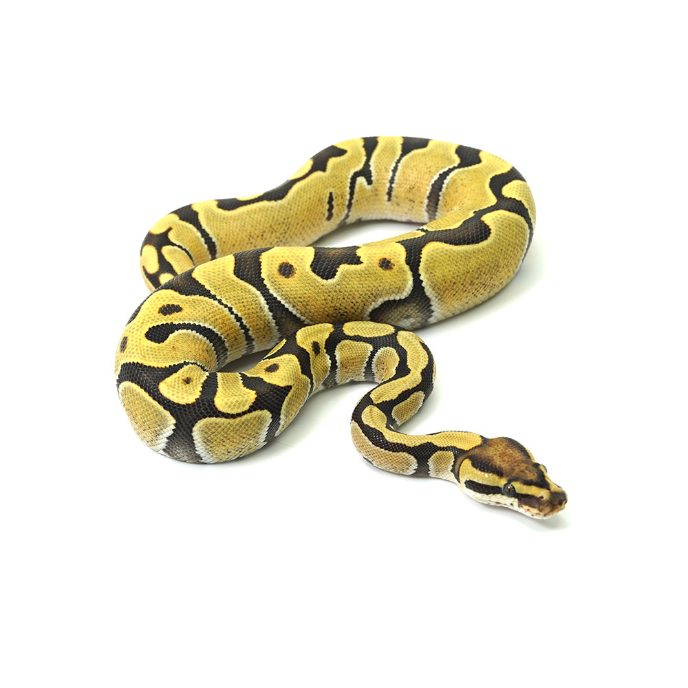 Enchi DG Het Clown Ball Python
