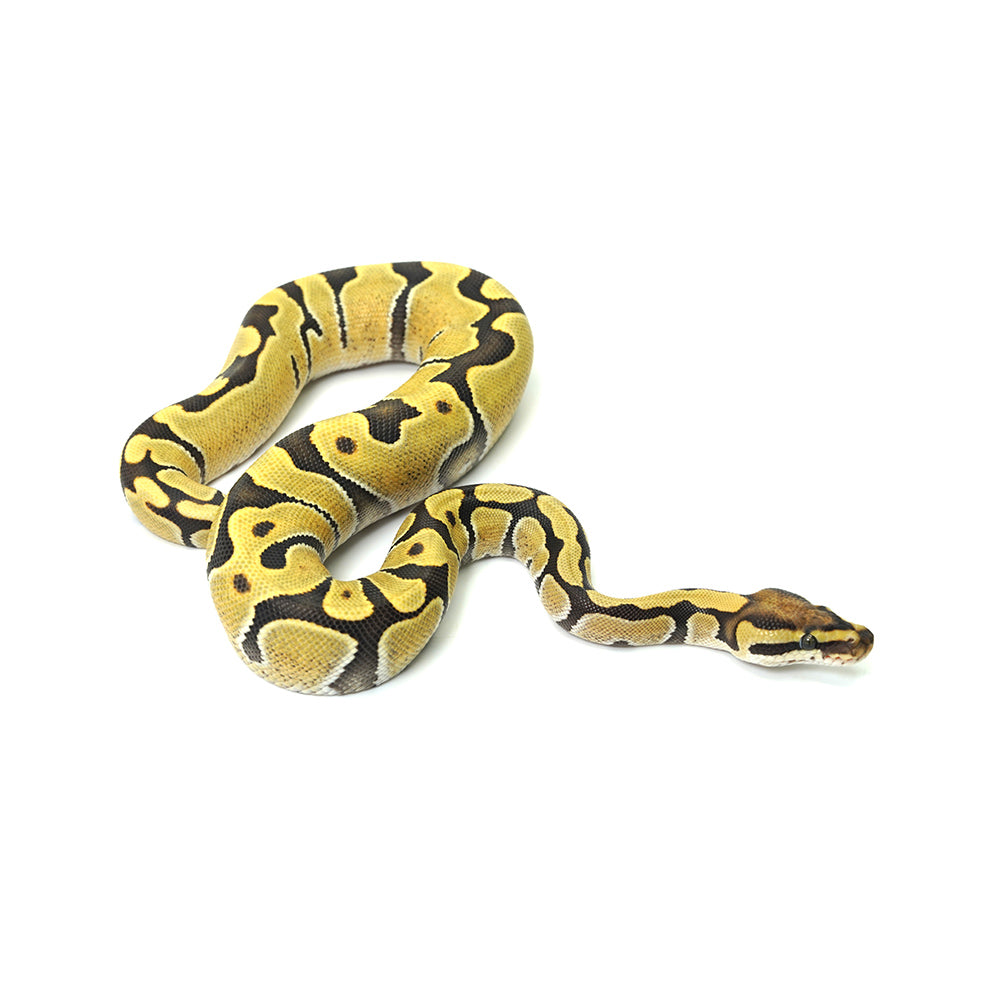Enchi DG Het Clown Ball Python