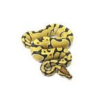 Enchi DG Het Clown Ball Python