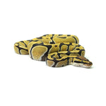Enchi DG Het Clown Ball Python