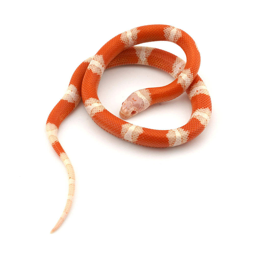 Albino Nelson Milk Snake