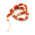 Albino Nelson Milk Snake