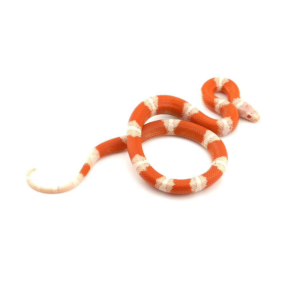 Albino Nelson Milk Snake