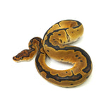 Enchi Clown Ball Python