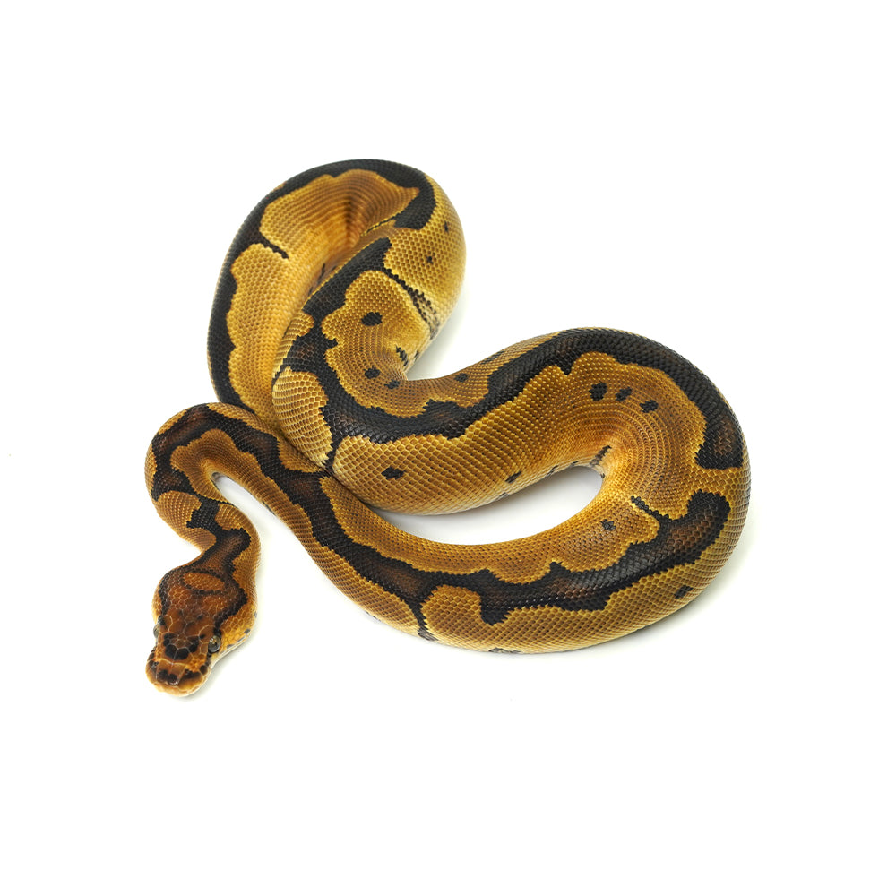 Enchi Clown Ball Python