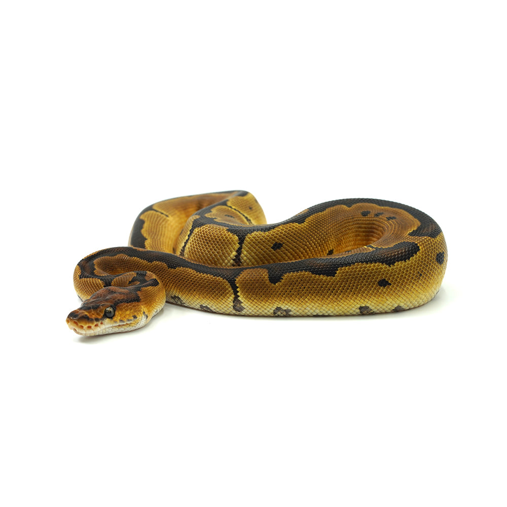 Enchi Clown Ball Python