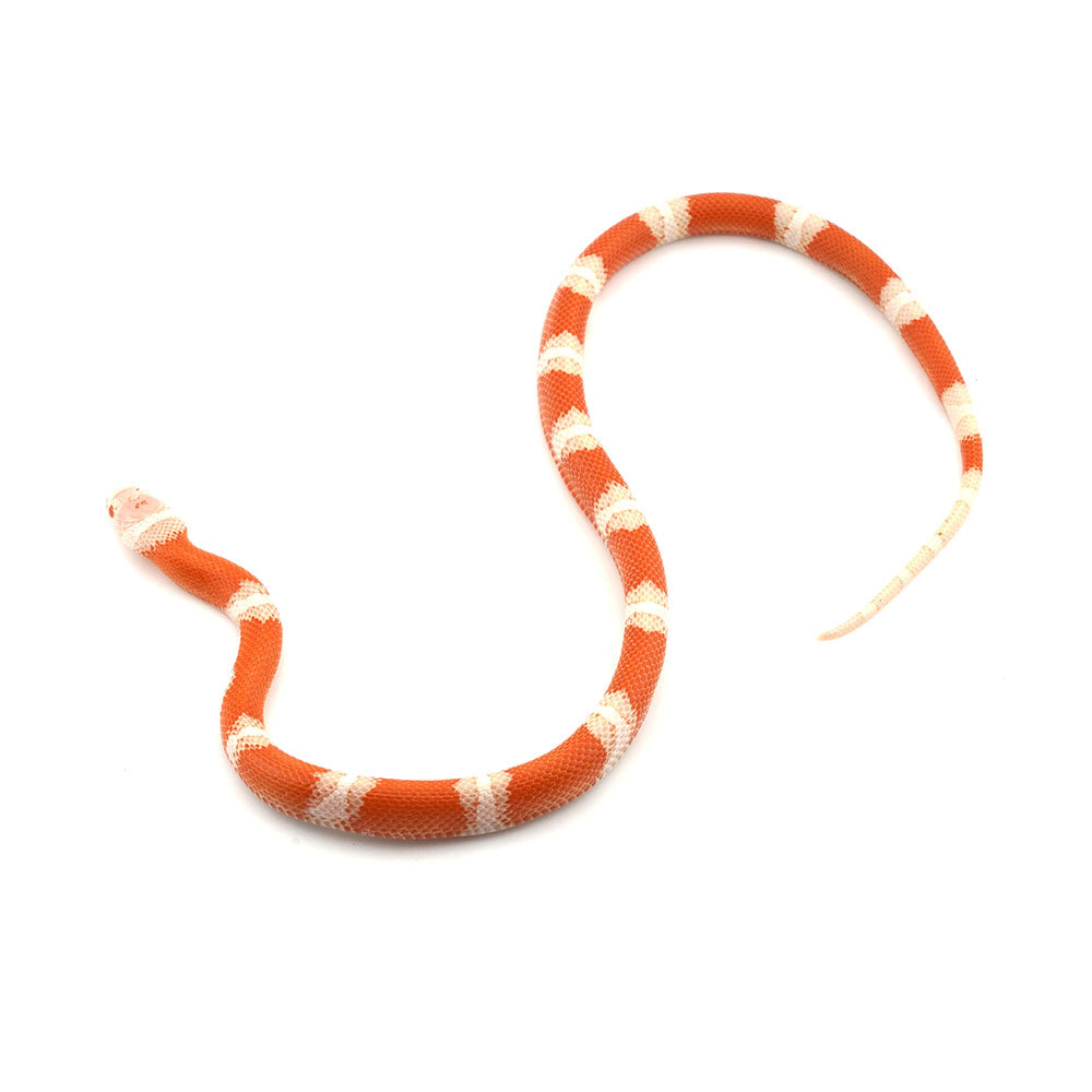 Albino Nelson Milk Snake